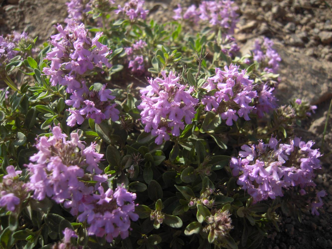 Изображение особи Thymus pseudopulegioides.