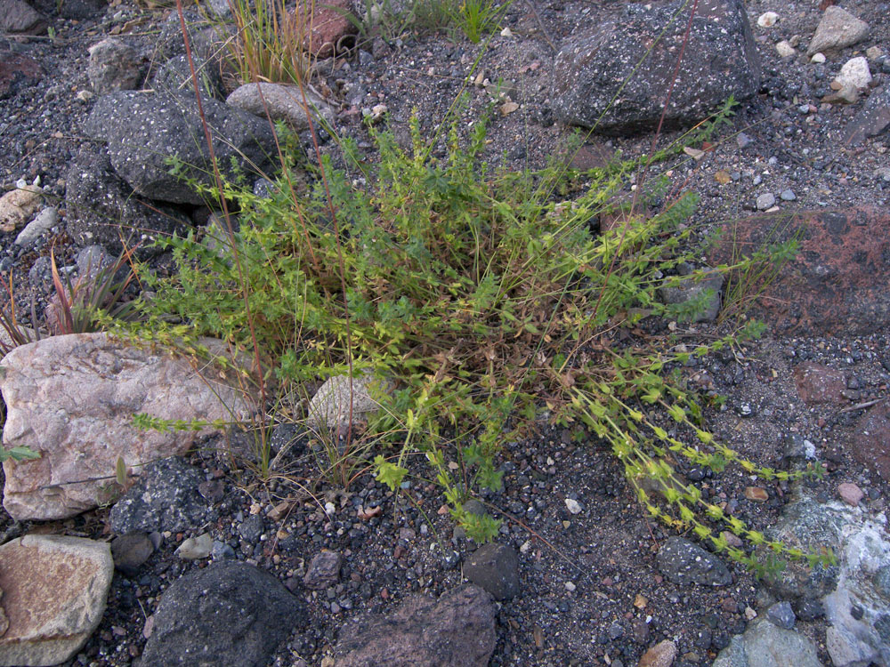 Image of Cruciata rugosa specimen.