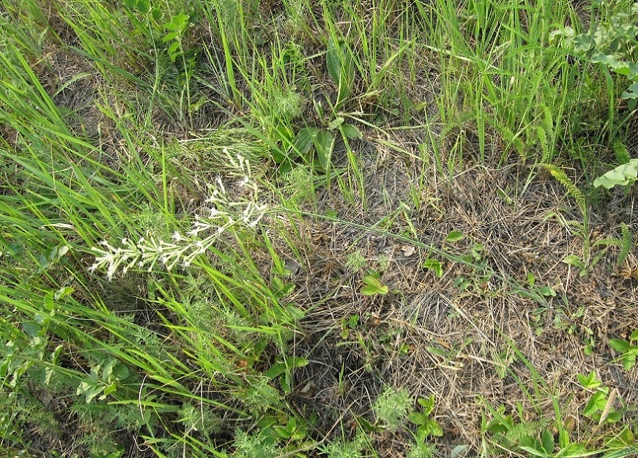 Image of Silene multiflora specimen.