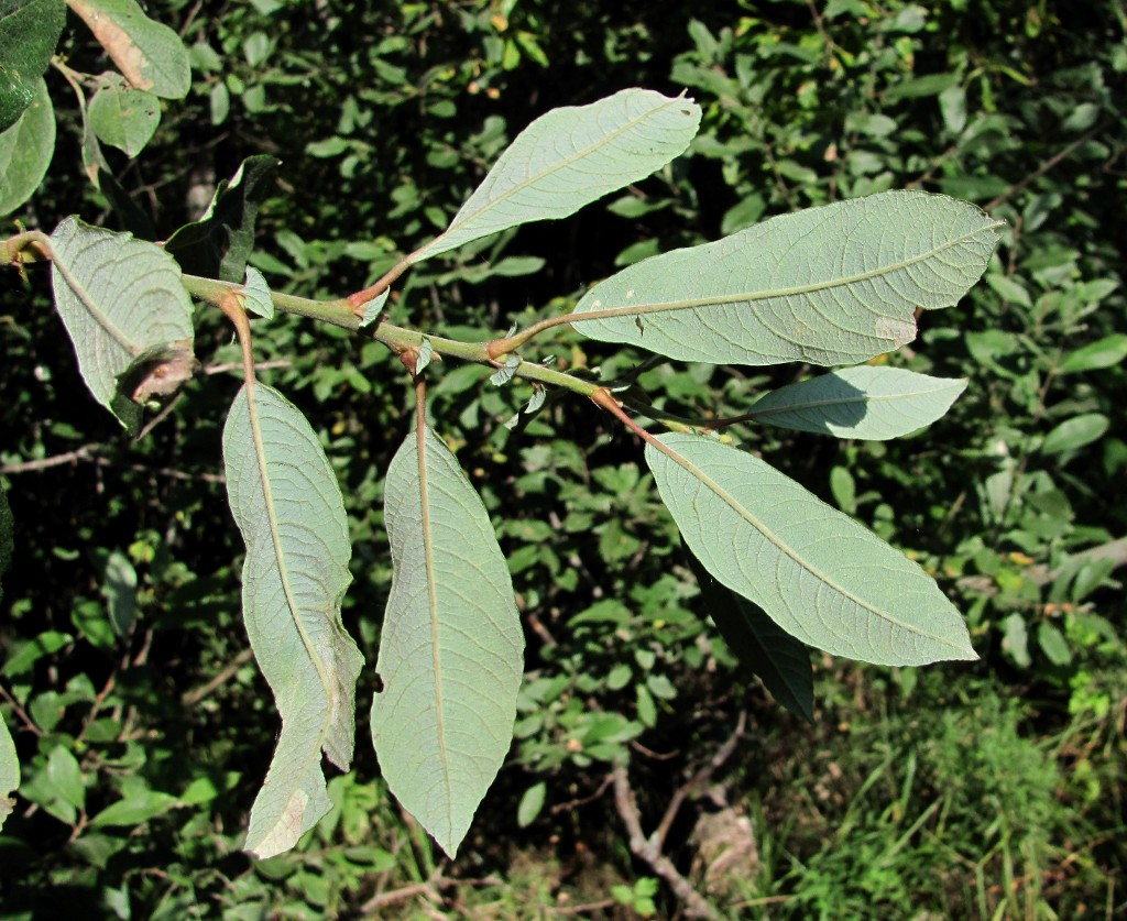 Изображение особи Salix cinerea.