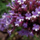 Verbena bonariensis