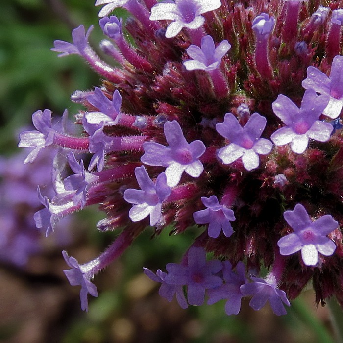 Изображение особи Verbena bonariensis.