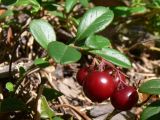 Vaccinium vitis-idaea