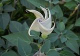 Datura innoxia