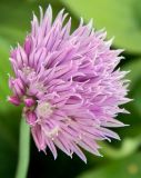 Allium schoenoprasum