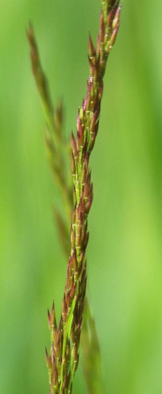 Изображение особи Agrostis tenuis.