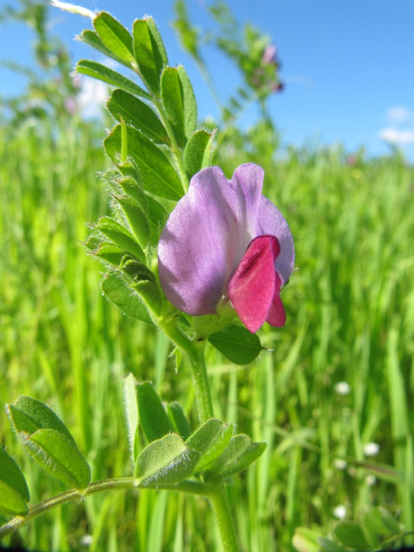 Изображение особи Vicia sativa.