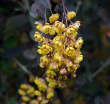 Berberis vulgaris f. atropurpurea