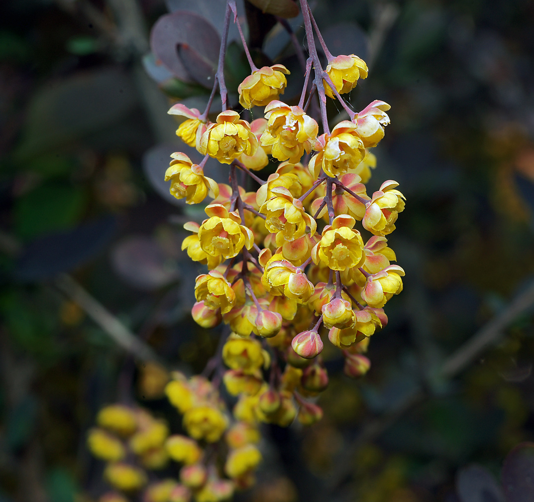 Изображение особи Berberis vulgaris f. atropurpurea.