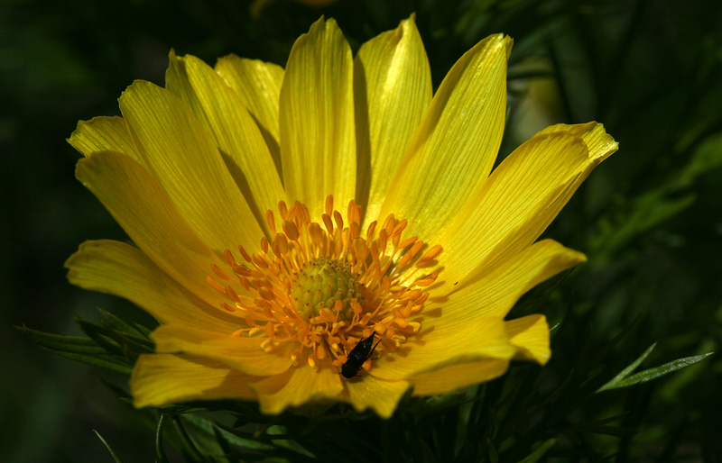 Image of Adonis vernalis specimen.