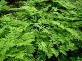 Dryopteris amurensis. Группа растений. Сахалин, лесной массив в окр. г. Южно-Сахалинска. Конец июня 2012 г.