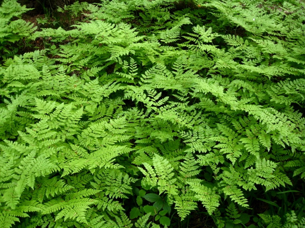 Изображение особи Dryopteris amurensis.
