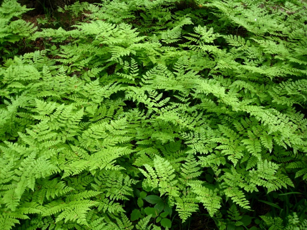 Image of Dryopteris amurensis specimen.