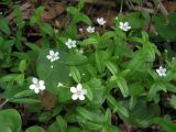 Moehringia lateriflora. Цветущие растения. Хабаровский край, Ванинский р-н, окр. пос. Высокогорный. 12.06.2012.