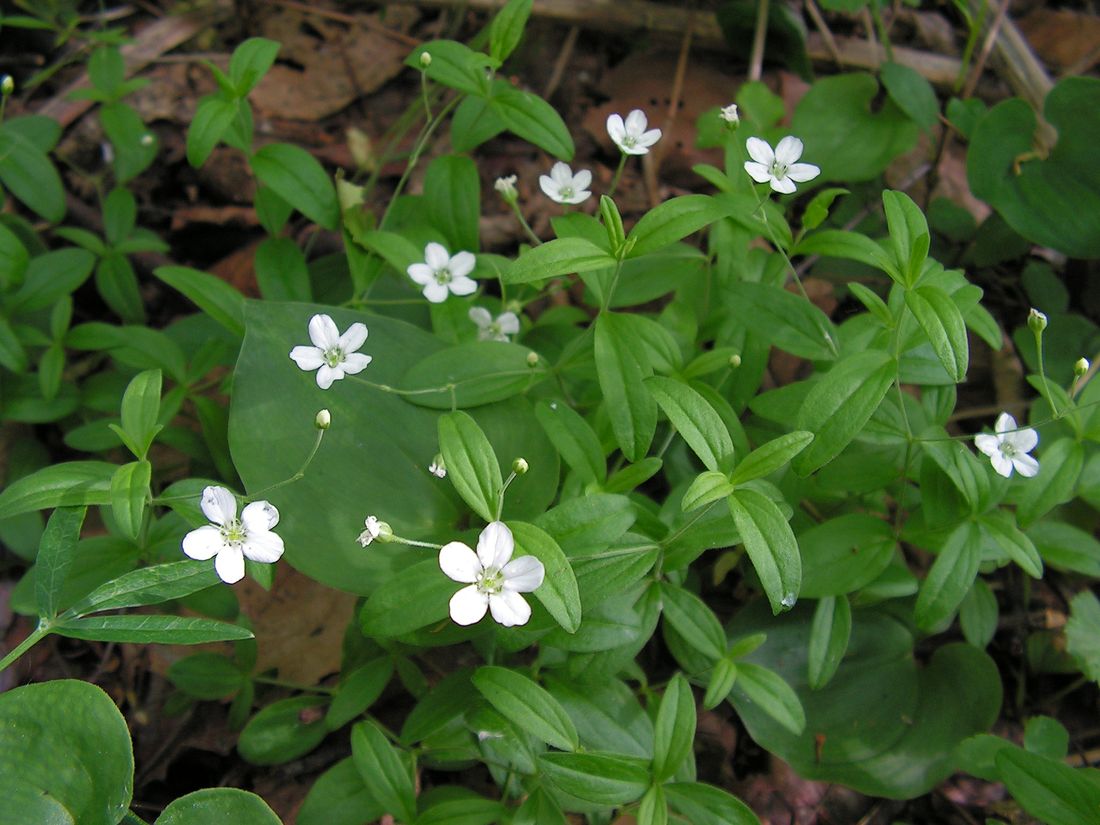 Image of Moehringia lateriflora specimen.