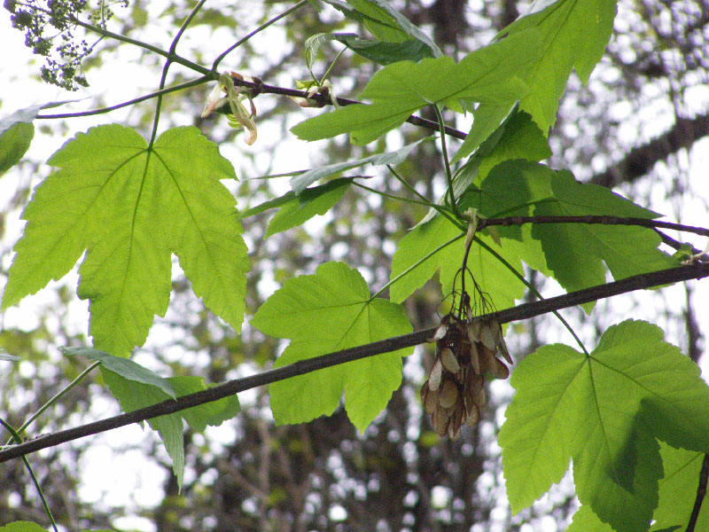 Image of Acer velutinum specimen.