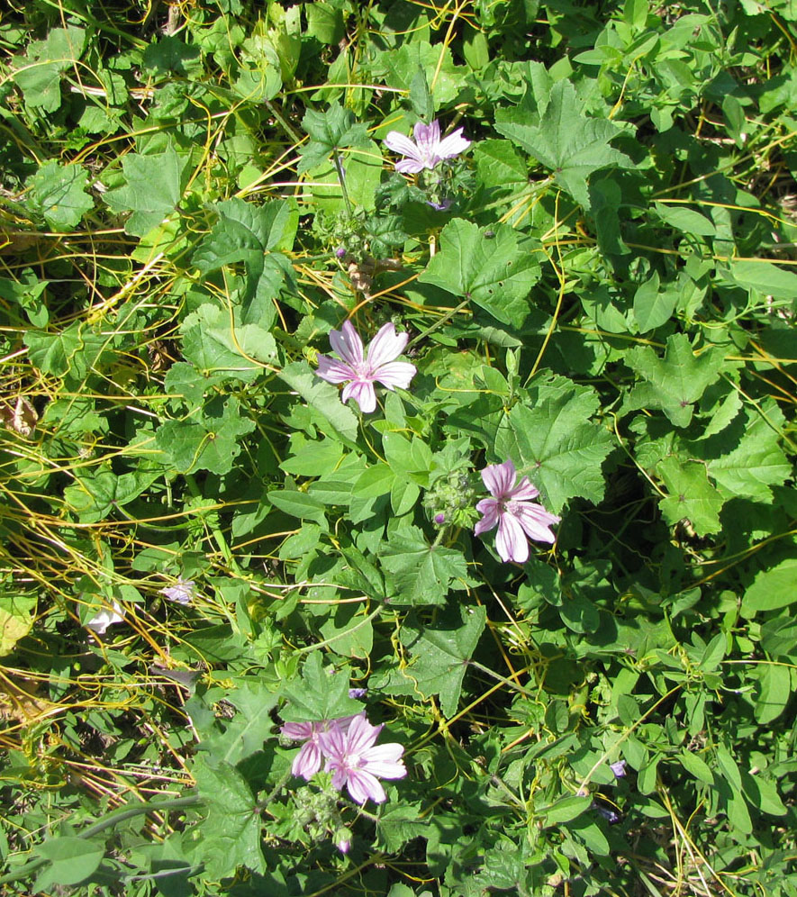 Image of Malva sylvestris specimen.