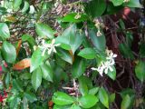 Trachelospermum jasminoides