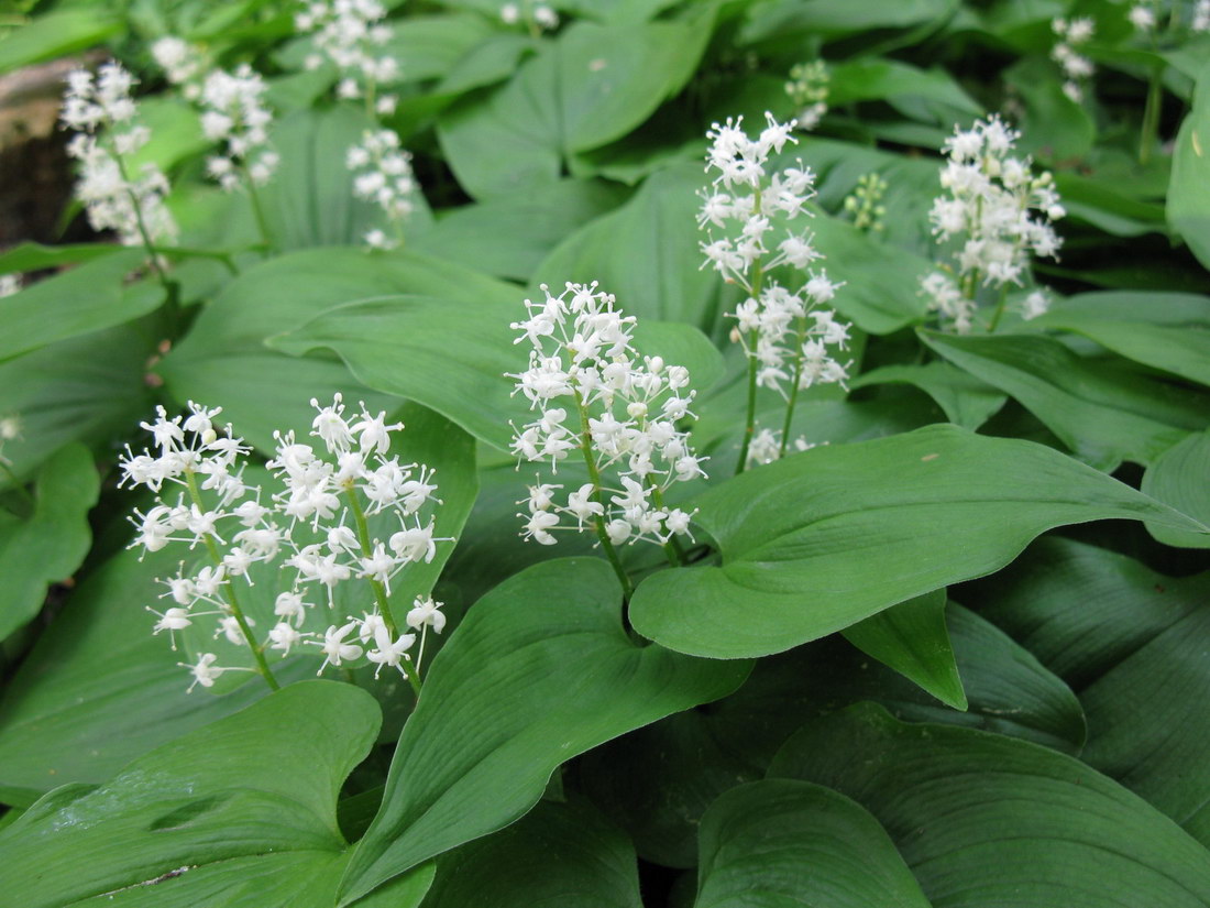 Изображение особи Maianthemum bifolium.