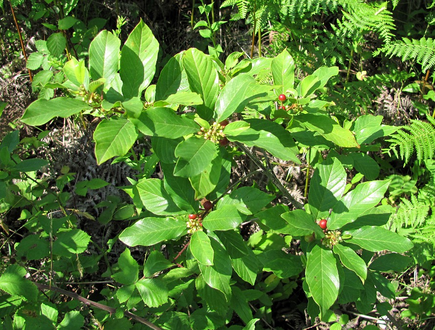 Изображение особи Frangula alnus.