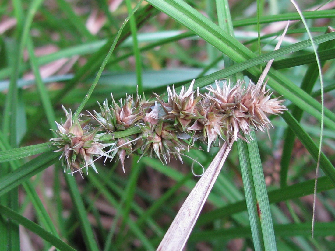 Image of Carex spicata specimen.