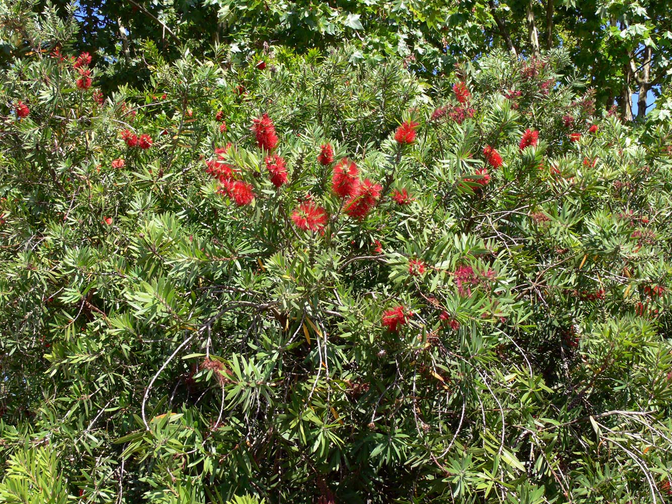 Изображение особи род Callistemon.