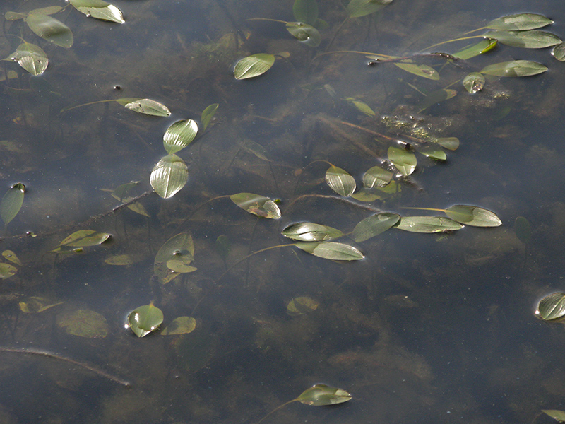 Image of Potamogeton nodosus specimen.