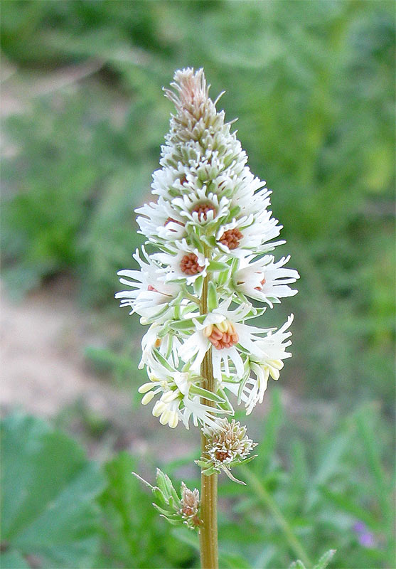 Изображение особи Reseda alba.