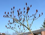 Rhus typhina. Верхняя часть покоящегося растения с прошлогодними соплодиями. Германия, г. Кемпен, у частных гаражей. 05.03.2013.