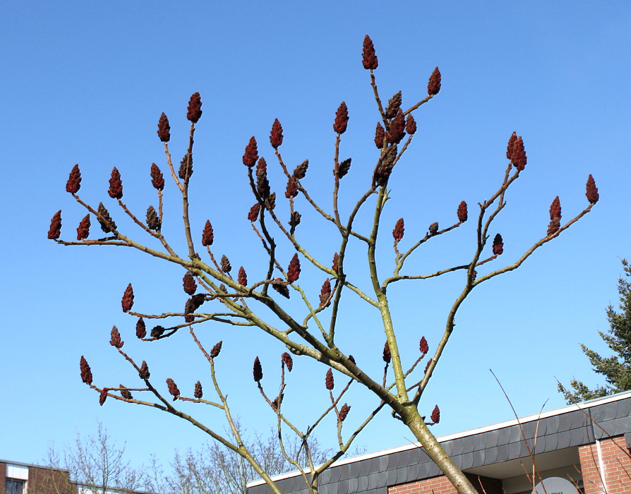 Изображение особи Rhus typhina.