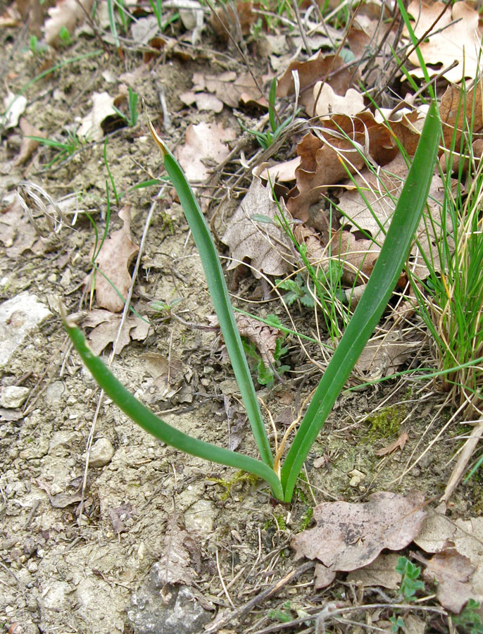 Image of Colchicum triphyllum specimen.