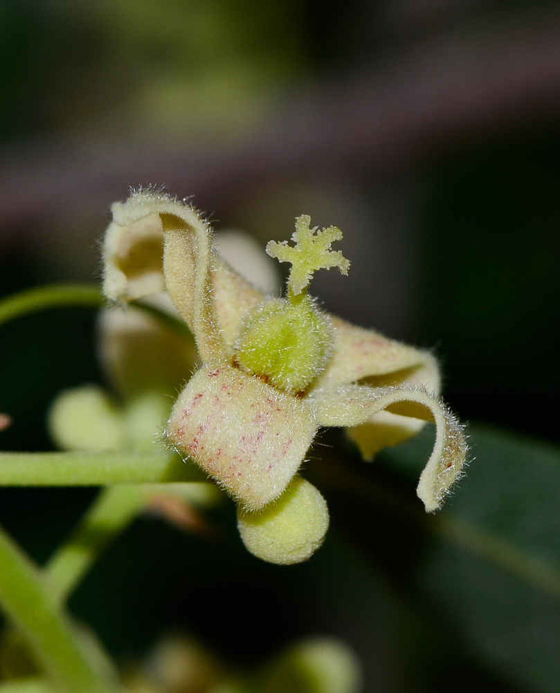 Изображение особи Brachychiton rupestris.