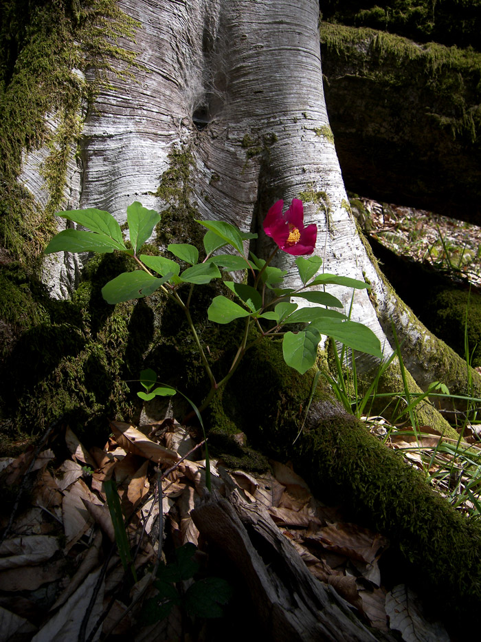 Изображение особи Paeonia caucasica.