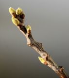 Castanea sativa. Верхушка побега с раскрывающимися почками. Германия, г. Кемпен, в городском саду. 20.04.2013.
