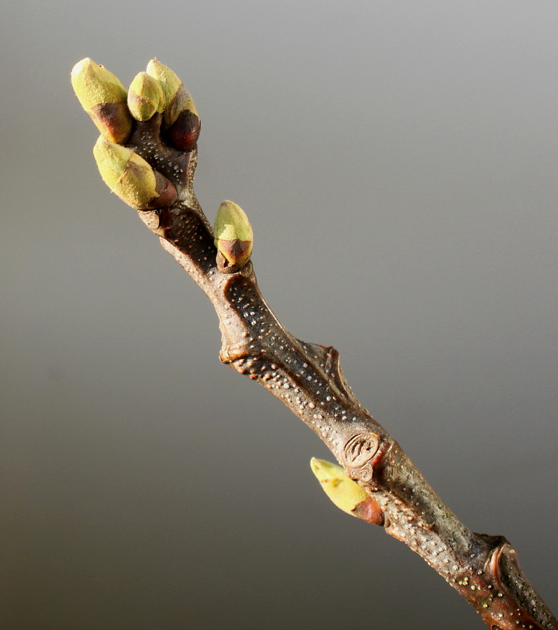 Image of Castanea sativa specimen.