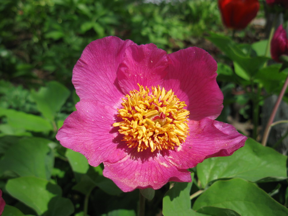 Изображение особи Paeonia caucasica.