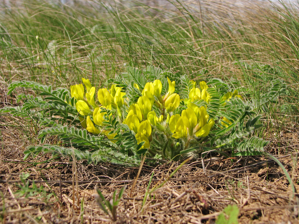 Image of Astragalus henningii specimen.