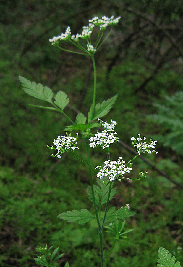 Image of Chaerophyllum temulum specimen.