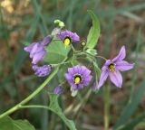 Solanum dulcamara. Побег с цветками. Ростовская обл., Куйбышевский р-н, окр. с. Лысогорка, приречные заросли. 28.05.2013.