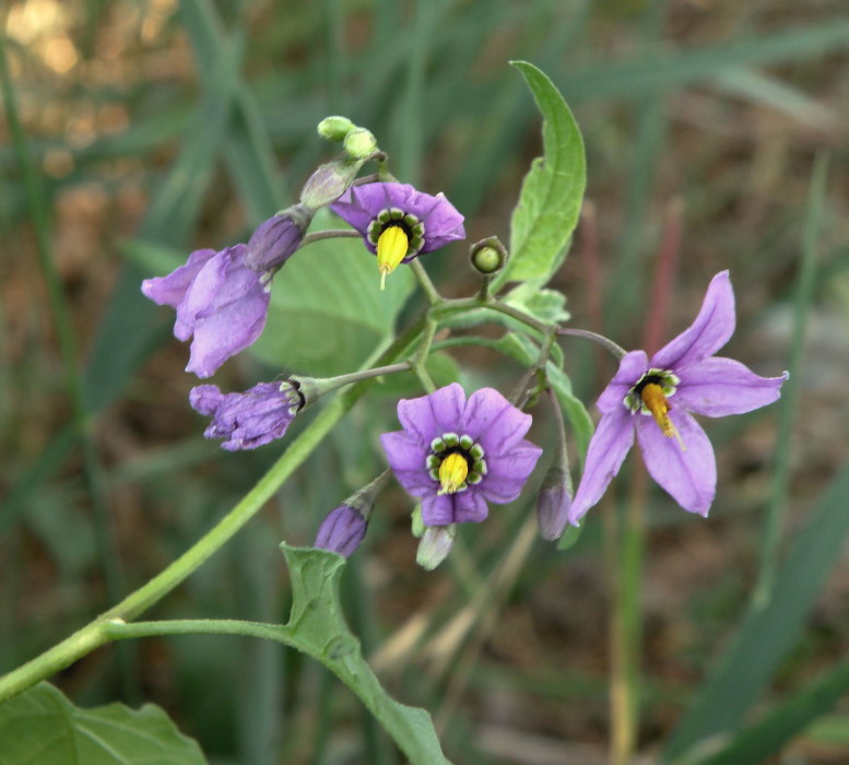 Изображение особи Solanum dulcamara.