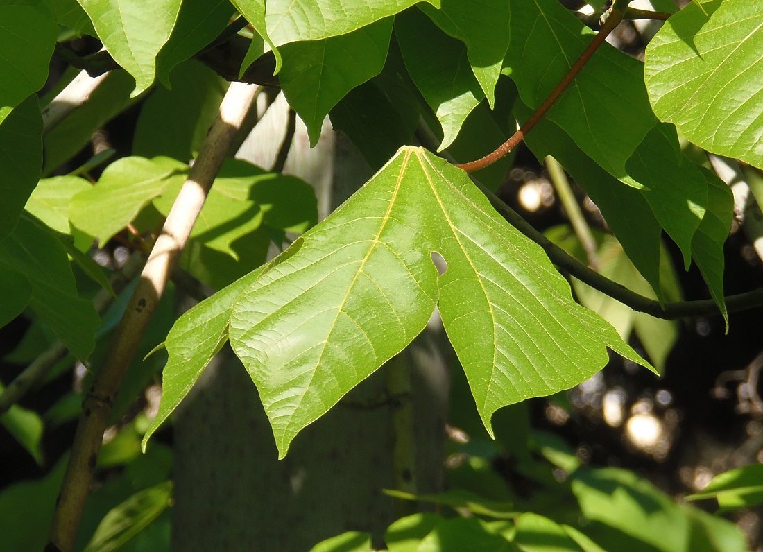 Image of Firmiana simplex specimen.