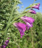 Gladiolus tenuis. Соцветие. Тамбовская обл., Петровский р-н, окр. с. Покровское, луг. 08.06.2013.