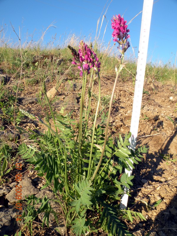 Image of Oxytropis knjazevii specimen.