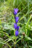 Gentiana pneumonanthe