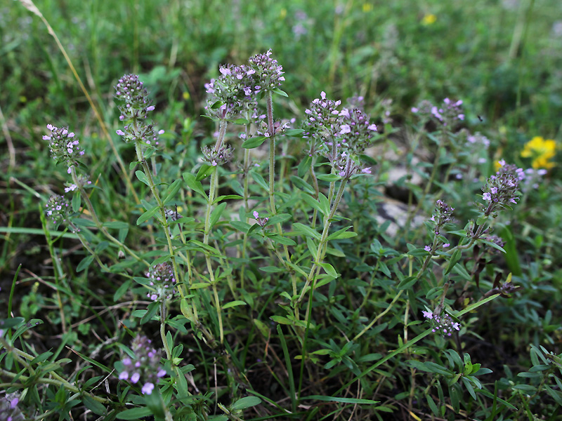 Изображение особи Thymus pastoralis.