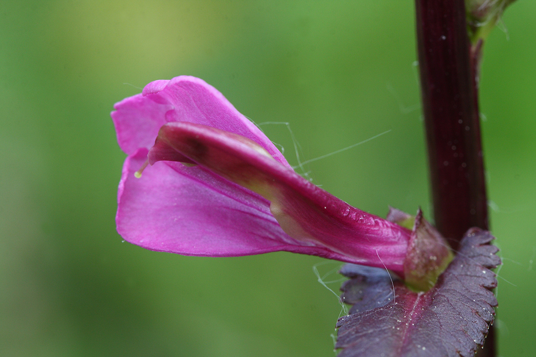 Изображение особи Pedicularis resupinata.