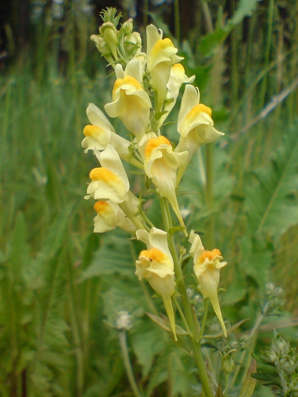 Изображение особи Linaria vulgaris.