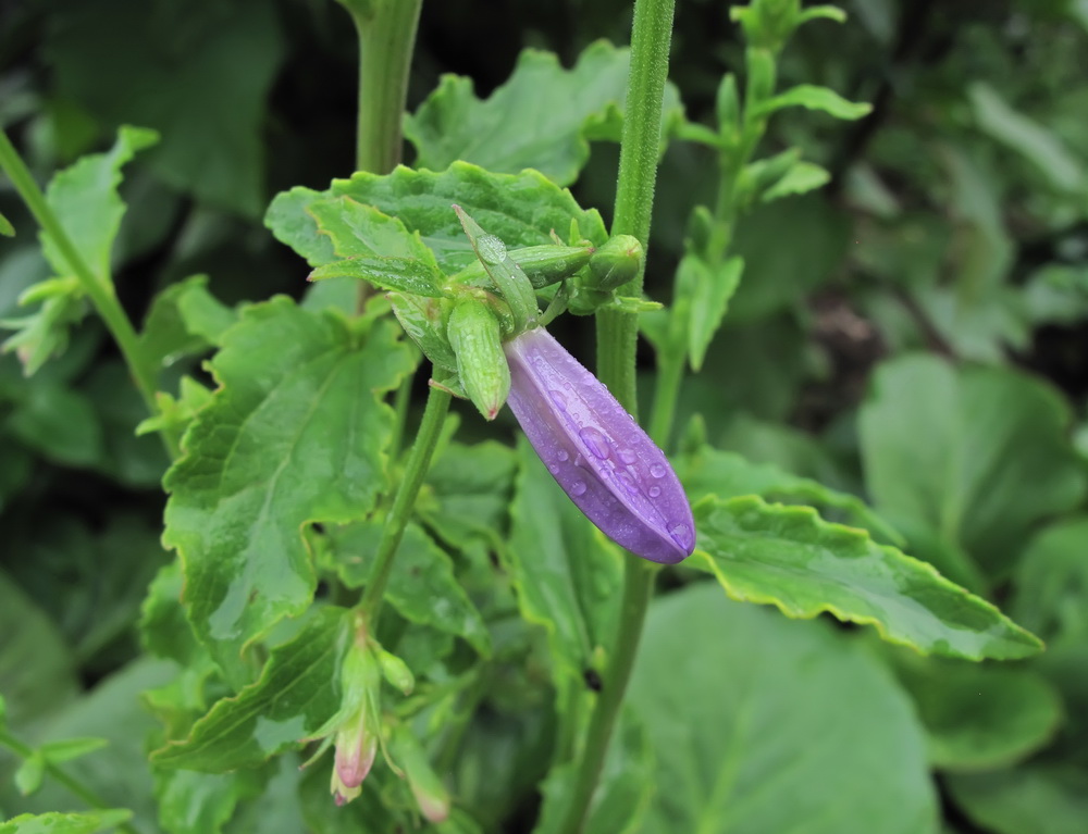 Image of genus Campanula specimen.