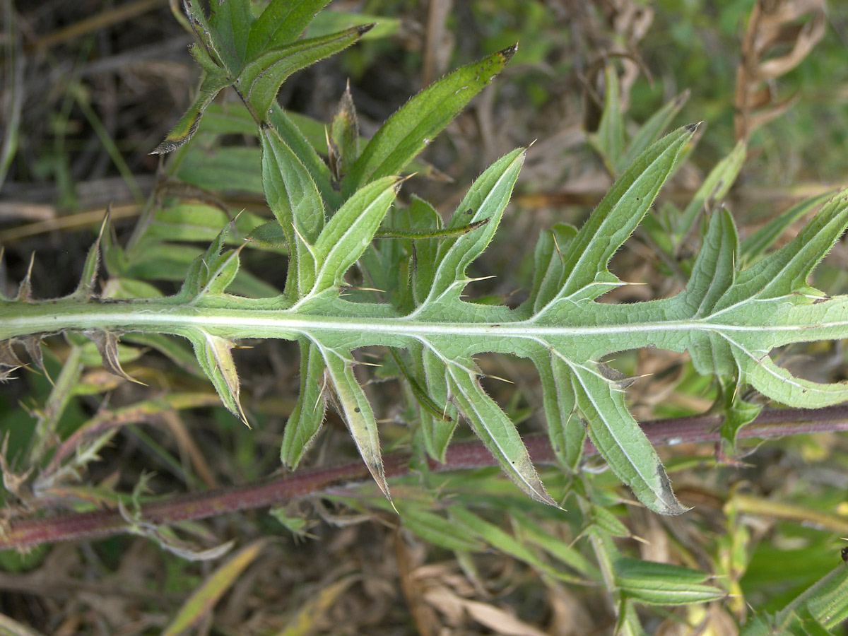 Изображение особи Cirsium arachnoideum.