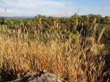Setaria viridis